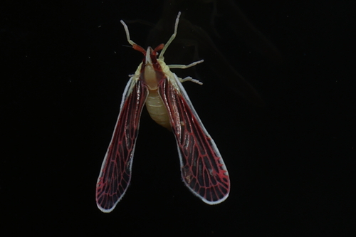 Anotia firebugia