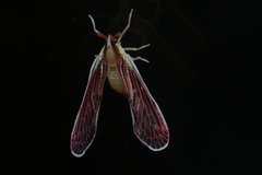 Anotia firebugia