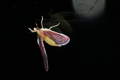 Anotia firebugia