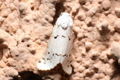 Grotella binda