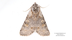 Acronicta bellula