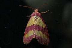 Phoenicophanta bicolor