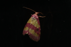 Phoenicophanta bicolor
