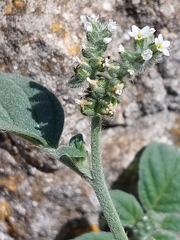 Heliotropium europaeum