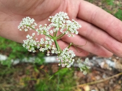 Conioselinum longifolium