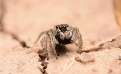 Habronattus borealis