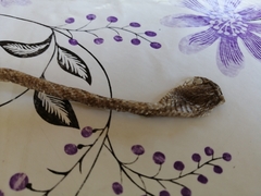 Hemorrhois hippocrepis