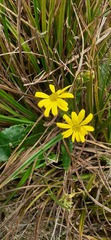 Asteraceae