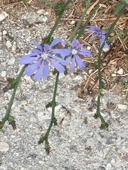 Cichorium pumilum