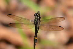 Agrionoptera sexlineata