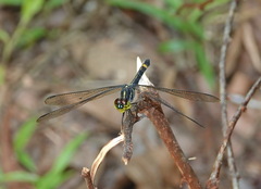 Agrionoptera sexlineata