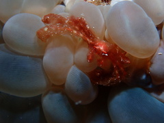 Achaeus japonicus