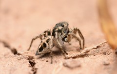 Habronattus borealis