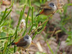 Coccopygia quartinia