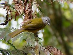 Arizelocichla nigriceps