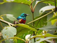 Rwenzori Double-Collared Sunbird photo 3