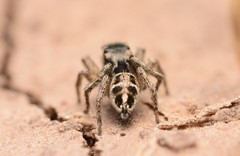 Habronattus borealis