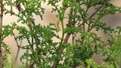 Pelargonium denticulatum