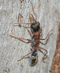 Myrmecia elegans