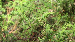 Pelargonium denticulatum