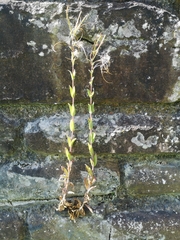 Epilobium