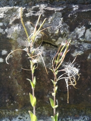 Epilobium