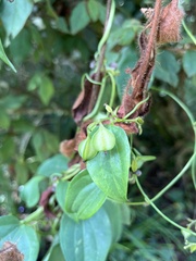 Dioscorea cirrhosa