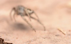 Habronattus borealis