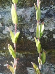 Epilobium