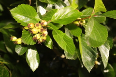 Crataegus persimilis