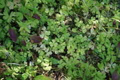 Anemonastrum baicalense