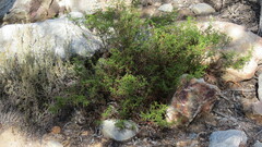Pelargonium denticulatum