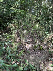 Selaginella doederleinii