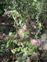 Selaginella doederleinii