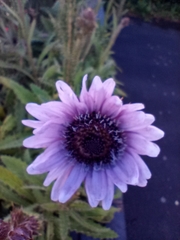 Berkheya purpurea