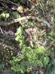 Selaginella doederleinii