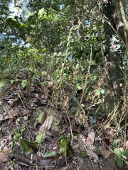 Selaginella doederleinii