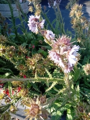 Berkheya purpurea