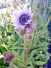 Berkheya purpurea