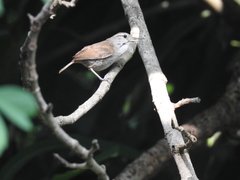 Uropsila leucogastra