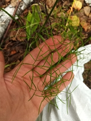 Conioselinum longifolium