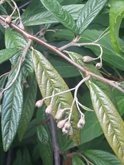 Cotoneaster salicifolius