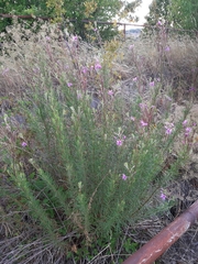Chamaenerion dodonaei