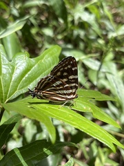 Dodona formosana