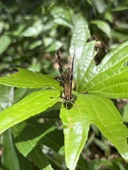 Dodona formosana