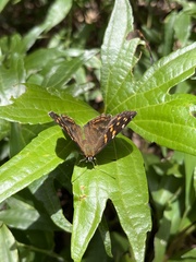 Dodona formosana