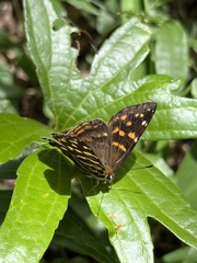 Dodona formosana