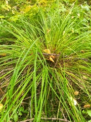 Carex pediformis