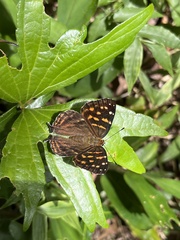 Dodona formosana
