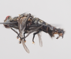 Sarcophaga variegata